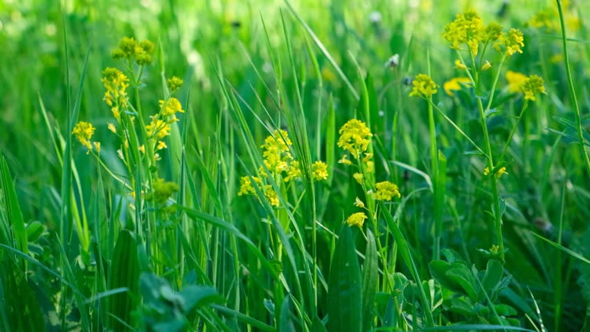 Scenic Field of Wild Yellow Mustard Flowers in Bloom.