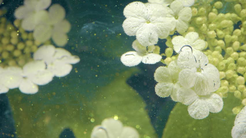 Macro blossom detail showing pollen and petal texture up close, water droplets accentuate filament structures, soft teal background with subtle film