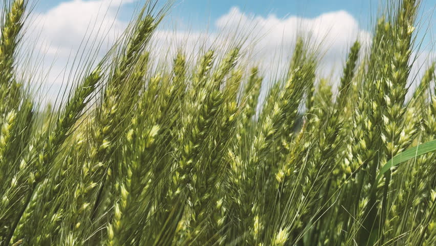 Green wheat field swaying in the wind
