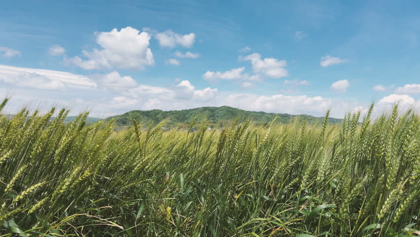 Green wheat field and blue sky in a windy day