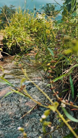 slow motion of a river flowing with lots of wild plants around it