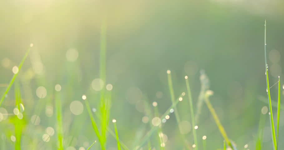 Drop water on grass in morning sunrise bokeh blurred background