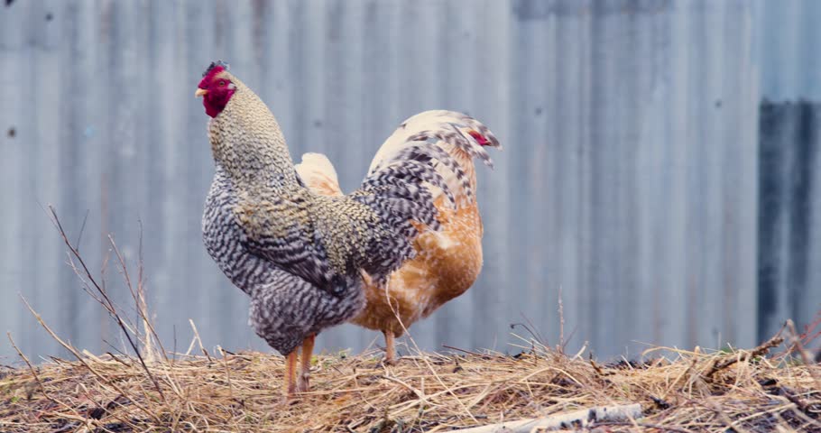 Rooster copulating with hen. Rooster and chicken mating or copulating. Rooster tramples red hen. Cock tramples laying hen. 60 FPS 4k footage.