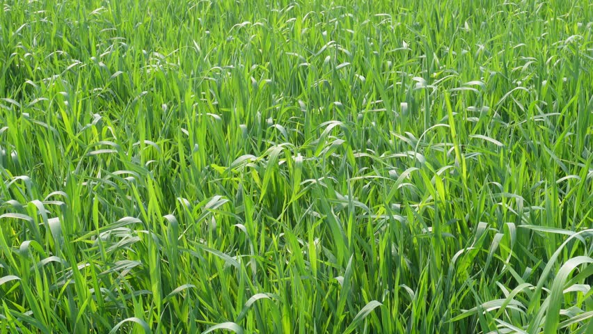Young Green Wheat Field Outdoors