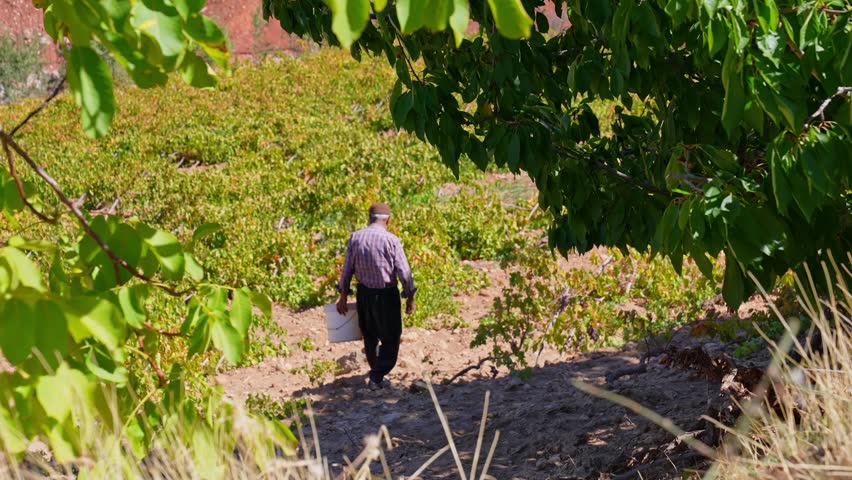 A farmer walks down a path through a sunny grape vineyard carrying a white bucket, framed by tree leaves, showing traditional harvest work, rural labor, and authentic Anatolian agriculture in summer.