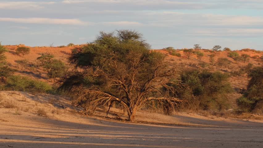 A scenic shot of trees and the red dunes in the Kgalagadi Transfrontier Park during sunset.