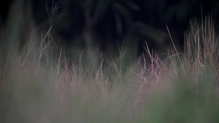 dry grass from a distance

