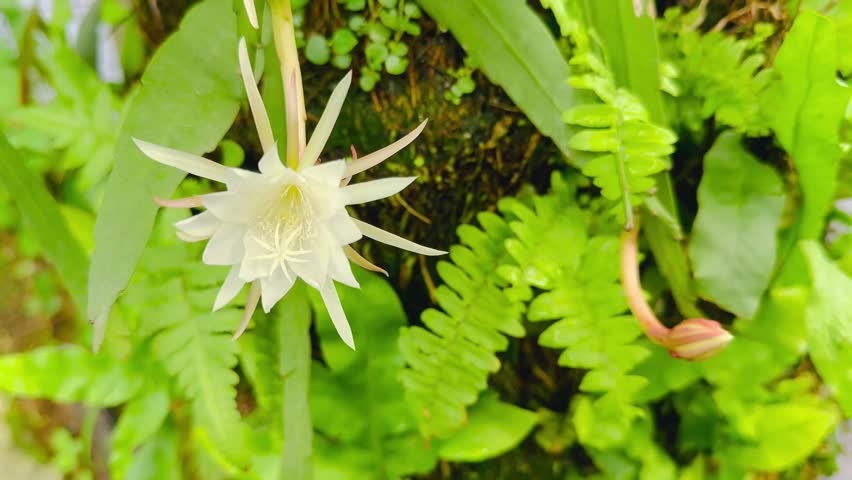 A closeup view of the wilted floeer of Zigzag Cactus or Fishbone Cactus and the ferns.