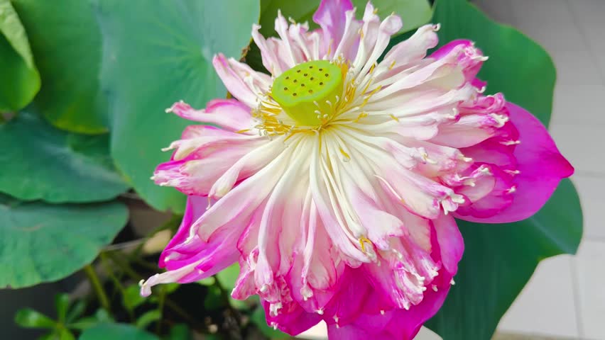 A beautiful view of the big blossoming flower of pink lotus (Nelumbo nucifera) with its petal layers.