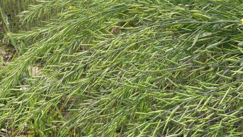 Green Mustard Pods Ripening in Fields
