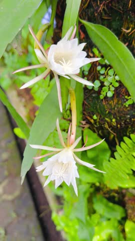 A close-up view of the wilted flower of the Queen