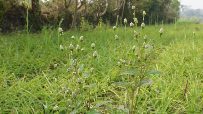 False daisy (Eclipta prostrata), known as Bhringra