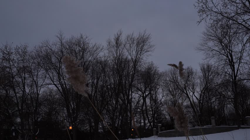 Winter park landscape at dusk features bare trees and tall reeds against a dark overcast sky with snowy ground