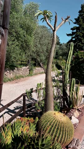 Cactus garden beside a sunny gravel road