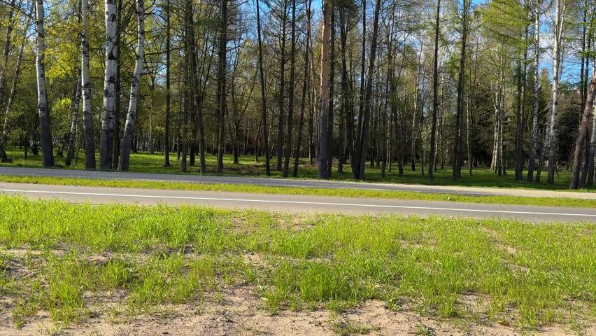 A view of a roadside park with birch trees, pine trees and fresh green grass from a moving car.