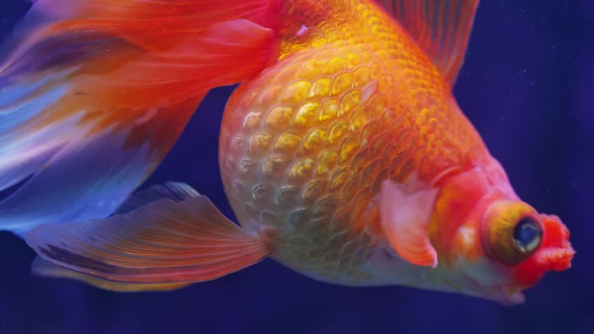 Beautiful orange and gold Oranda goldfish with flowing fins swims gracefully in a brightly lit blue aquarium