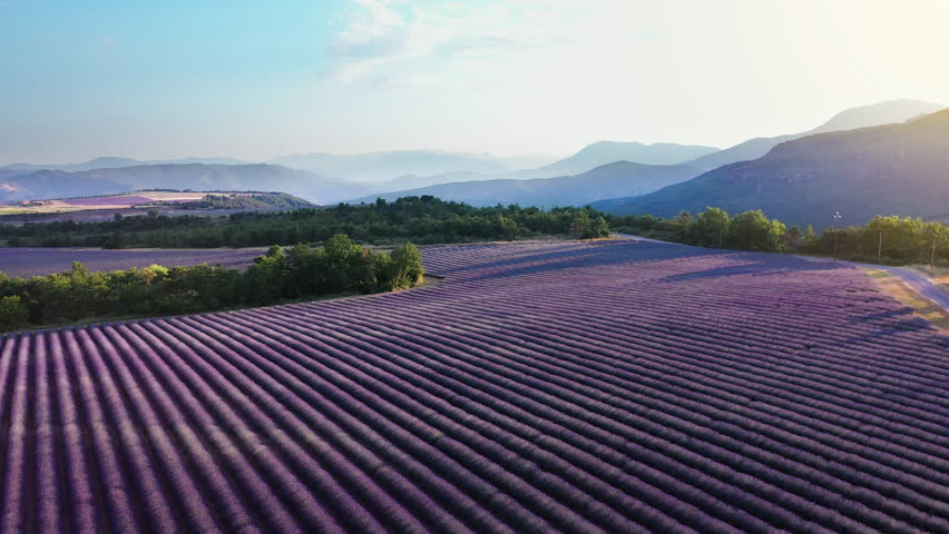 Blooming lavender fields with blue lavender flowers in summer France. Farm for the production of lavender oil. Drone top view.