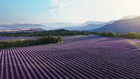 Blooming lavender fields with blue lavender flowers in summer France. Farm for the production of lavender oil. Drone top view. - Powered by Shutterstock - Get 15% off with code: PIKWIZARD15