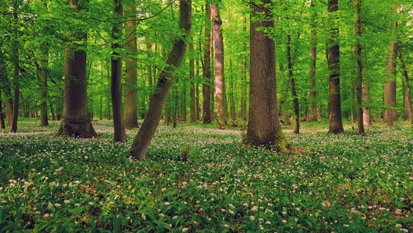 Smooth cinematic flight through lush green spring forest covered with blooming wild garlic flowers. Fresh vibrant vegetation, natural woodland atmosphere and seasonal renewal in European forest.