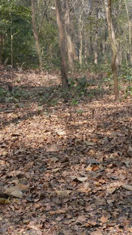 A forest scene during the dry season