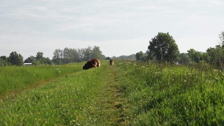 Australian and German Shepherd dogs run forward on a green meadow trail in summer. Great for pet lifestyle, friendship, freedom, outdoor activity and adventure concepts