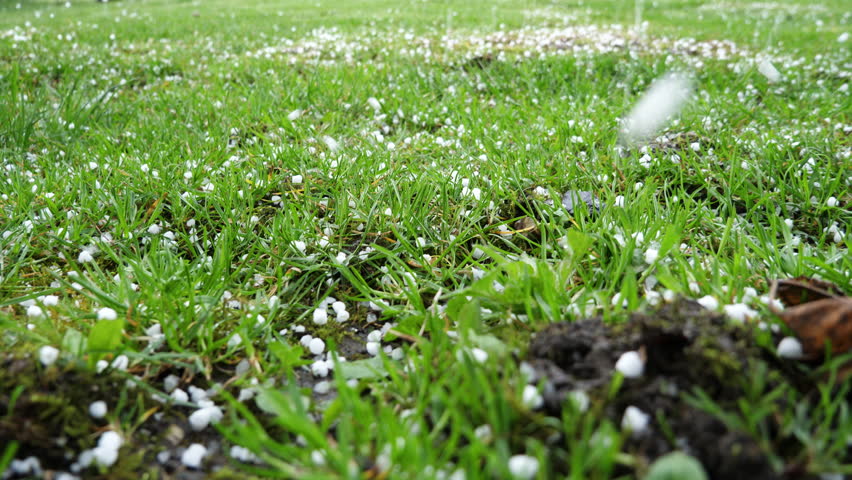 Heavy hailstones falling on green grass during a severe summer storm in close-up view.