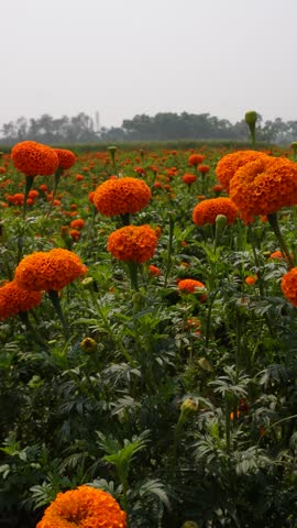 A field of vibrant orange Marigolds in full bloom