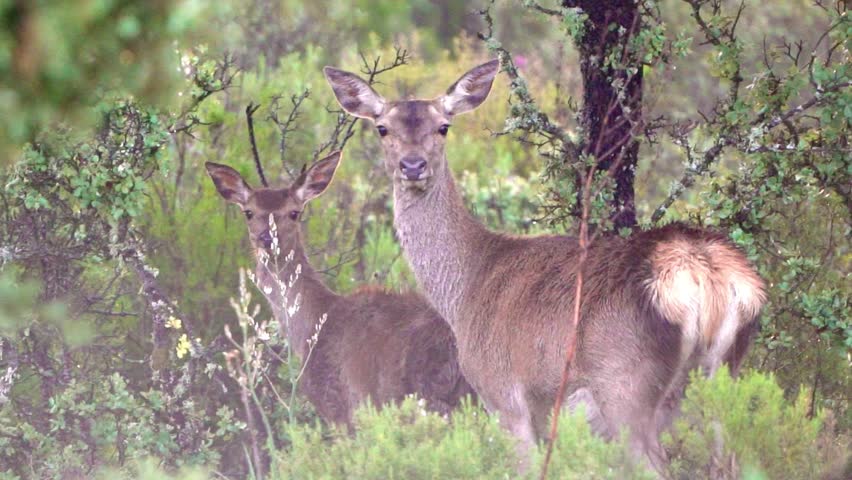 Two wild deer looking at camera in slow motion at sunrise, natural forest wildlife scene with cautious alert behavior