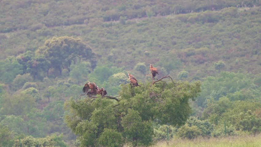 Group of vultures perched on treetop in natural park, wild birds in ecosystem habitat with forest landscape and wildlife concept