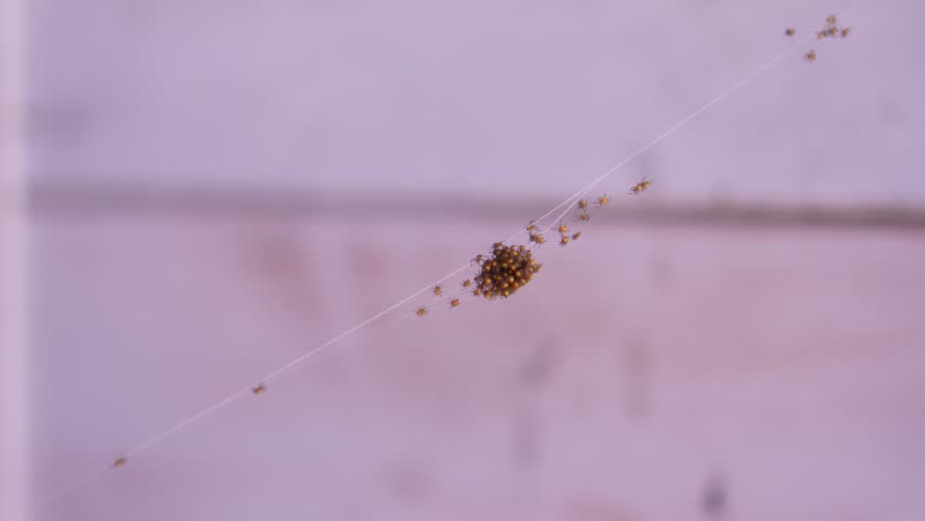 A common cross spider. Many small spiders cling together, many spiders clinging to each other.