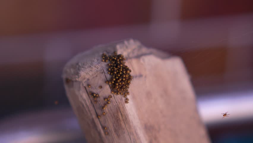 A common cross spider. Many small spiders cling together, many spiders clinging to each other.
