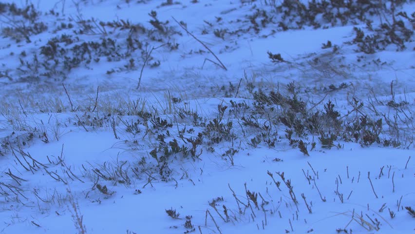 Winter nature background: Snow blows across natural prairie grassland