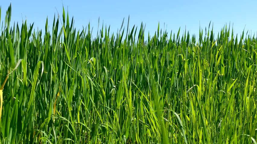 green grass field and blue sky