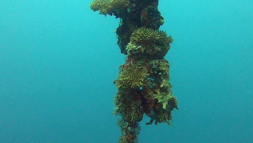 Underwater view of coral and marine life growing on a submerged rope or anchor line while scuba diving in Apra Harbor, Guam, above the historic wrecks of Tokai Maru and SS Cormoran at the boundary of the Pacific Ocean and Philippine Sea
