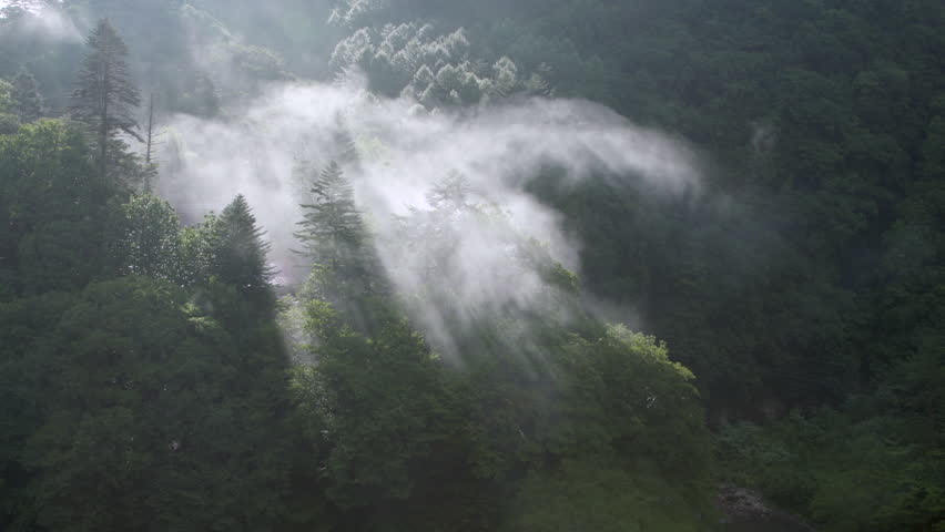 Morning mist lit by sunrise over a lush forest in Nakanojo, Gunma, Japan, creating a calm summer mountain landscape.