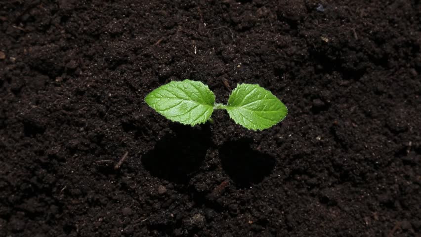 Small green seedling with two bright leaves stands in dark moist soil and gets watered by strong stream of water flowing from left, water splashes around the plant base.