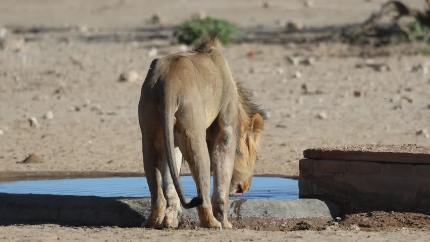 Wide shot of a lone male lion