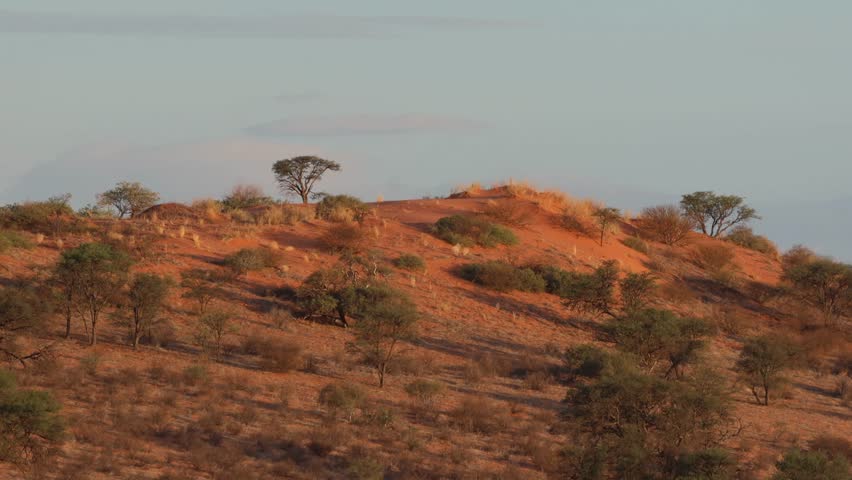 A scenic shot a red dune covered with trees in the Kgalagadi Transfrontier Park during sunset.