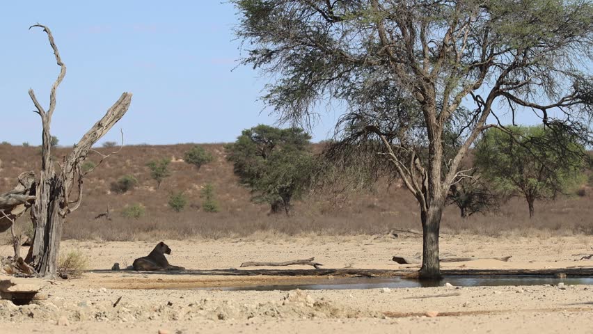 A lioness is lying in the sand in the shade of some trees next to a waterhole while looking into the distance, Kgalagadi Transfrontier Park