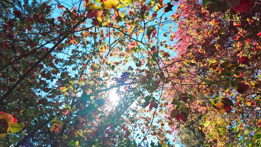 Tree branches with autumn leaves swaying under bright sky in forest canopy.