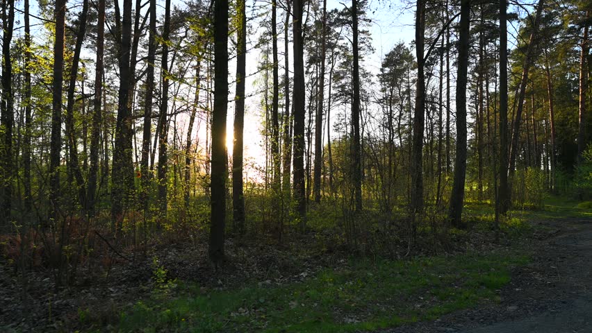 spring forest at sunset, bushes and trees