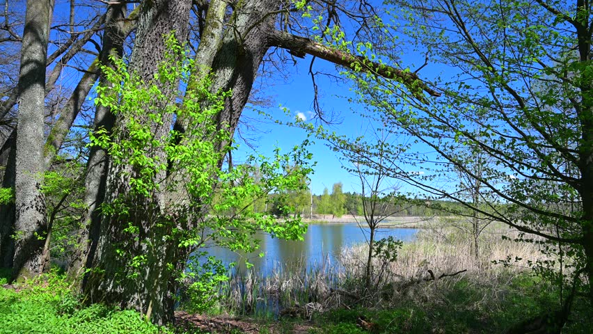 Spring forest, forest lake behind the trees, sunny day