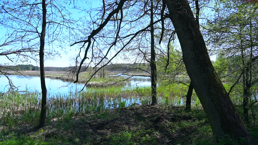 Spring forest, forest lake behind the trees, sunny day