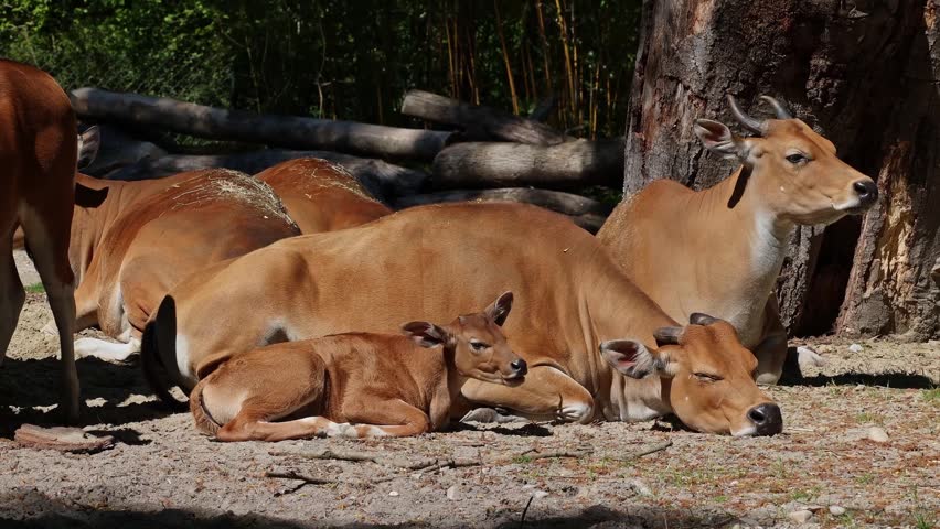 Banteng, Bos javanicus or Red Bull. It is a type of wild cattle But there are key characteristics that are different from cattle and bison: a white band bottom in both males and females.