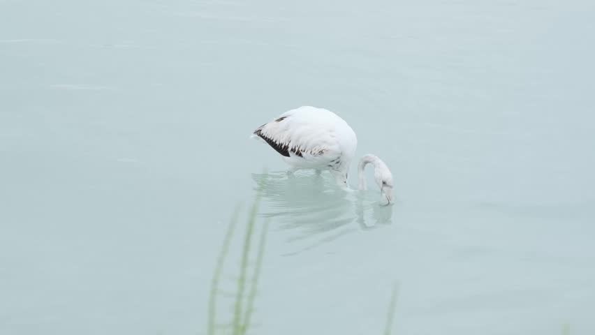 A serene white flamingo gracefully wades and feeds in tranquil, light blue waters, elegantly dipping its head beneath the surface. This captivating wildlife scene highlights the quiet beauty and natural elegance of the bird in its peaceful habitat.