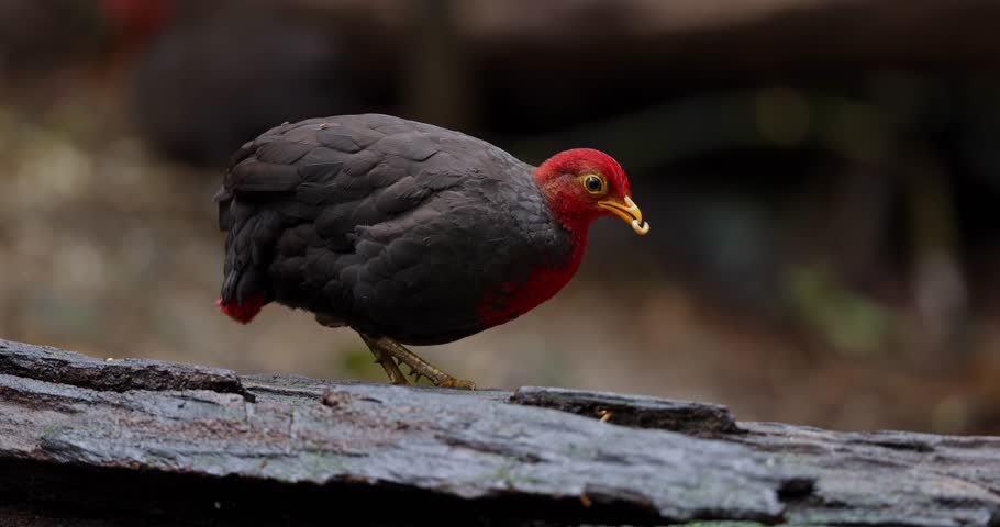 Nature wildlife bird of crimson-headed partridge on deep jungle rainforest, It is endemic to the island of Borneo