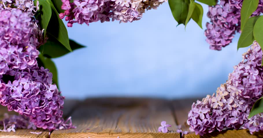 Purple Lilac Clusters On Wooden Table, Blue Backdrop, Soft Natural Light,