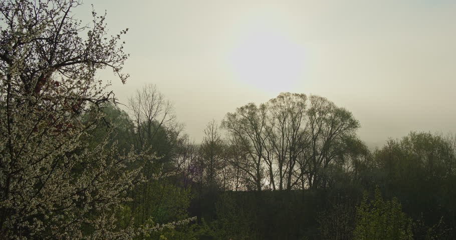 Misty morning sunrise over a tranquil countryside landscape with blooming trees and bird sounds