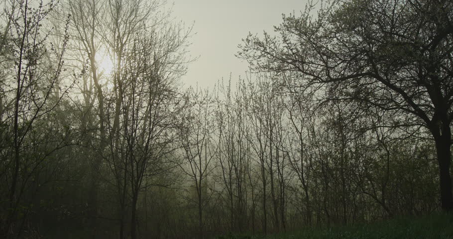 Beautiful sunrise scenery in a misty springtime forest with sunbeams shining through bare trees