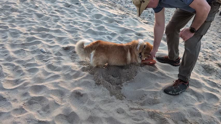 Man interacting with dog corgi on sandy beach, warm coastal atmosphere, playful pet moment outdoors, active lifestyle, joyful bonding scene, summer seaside activity.